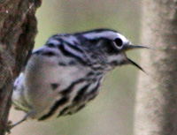 Black-and-White Warbler forages on tree trunk.