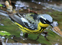 Magnolia Warbler, photo by Trudy Battaly